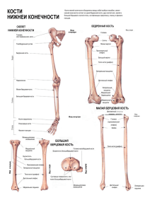 Кости нижней конечности