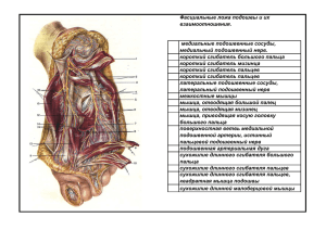 Топографическая анатомия нижней конечности