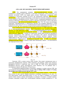 Лекция №7  АТФ–АДФ. МЕТАБОЛИЗМ. ЭНЕРГЕТИЧЕСКИЙ ОБМЕН АТФ.