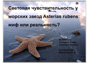 Световая чувствительность у морских звезд Asterias rubens: миф