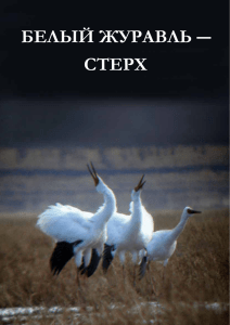 белый журавль ― стерх - Союз охраны птиц России