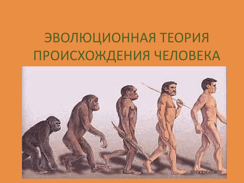 Теория происхождения человека новые. Эволюционистской концепции происхождения человека. Теория эволюции происхождения человека. Эволюционная теория происхождения человека. Эволюционная гипотеза происхождения человека.