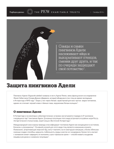Защита пингвинов Адели - The Pew Charitable Trusts