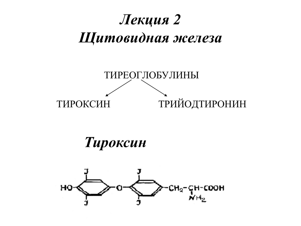 Какие железы выделяют тироксин. Схема синтеза тироксина. Тироксин строение биохимия. Тироксин схема. Образование тироксина.