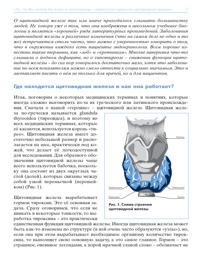 Признаки щитовидки у мужчин лечение. Где находится щитовидная железа. Щитовидная железа схема. Щитовидная железа где находится схема у человека.