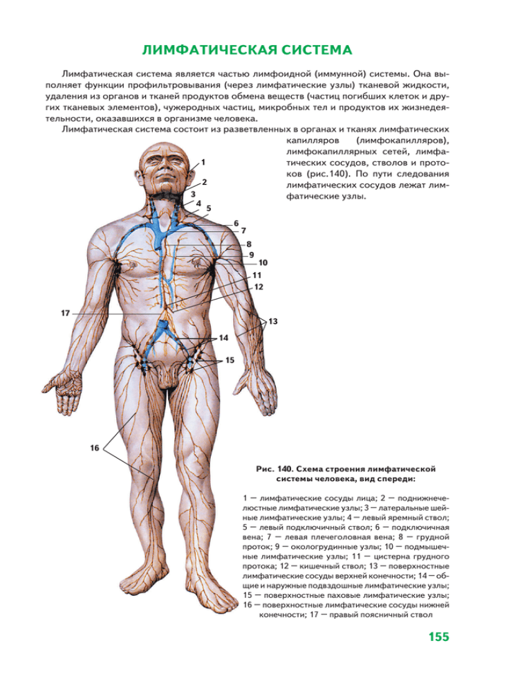 Таблица лимфоузлов. Лимфатическая система человека схема. Лимфатическая система схема узлов. Лимфатическая система человека схема вид спереди. Строение лимфатической системы человека.