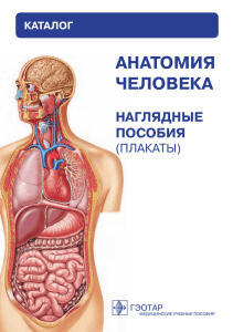 Каталог плакатов по анатомии для СПО electr