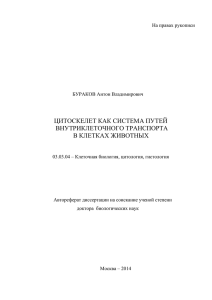 цитоскелет как система путей внутриклеточного транспорта