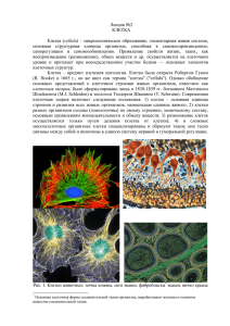 Лекция №2 КЛЕТКА Клетка (cellula) – микроскопическое