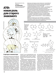 АТФ: новая роль для старого знакомого