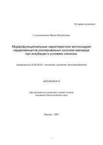 Морфофункциональные характеристики митохондрий кардиомиоцитов изолированных кусочков миокарда при инкубации в условиях гипоксии.