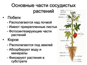 Основные части сосудистых растений