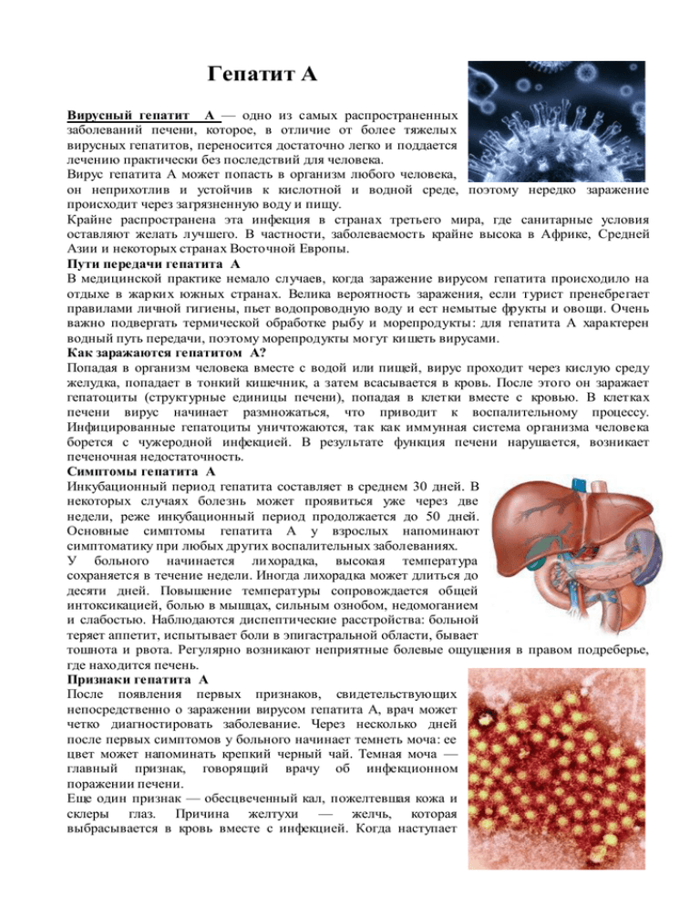 Гепатит а причины. Вирусный гепатит информация. Темы по гепатитам. Гепатиты и их виды.