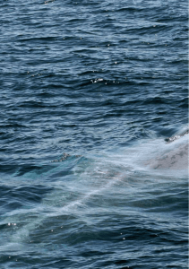 Усатые киты - Erich Hoyt