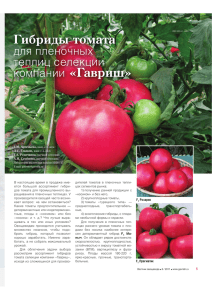 Гибриды томата