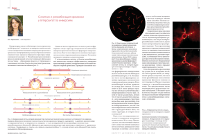 Синапсис и рекомбинация хромосом у гетерозигот по инверсиям