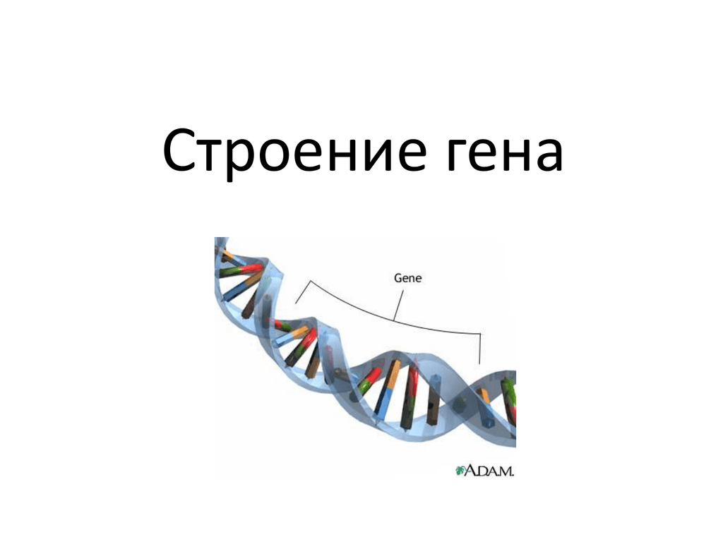 Ген биология 9 класс