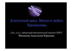 Клеточный цикл. Митоз и мейоз. Хромосомы.