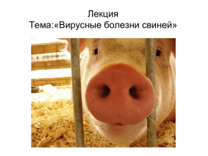 Лекция Тема:«Вирусные болезни свиней