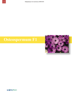 Osteospermum F1  1