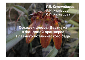 Орхидеи флоры Вьетнама в Фондовой оранжерее Главного