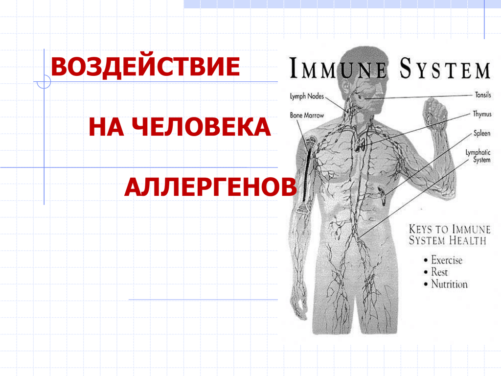 Ролевая система. Воздействие аллергенов на организм. Иммунная система человека. Лимфатическая система человека схема.