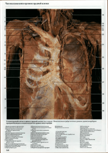 Частная анатомия органов грудной клетки
