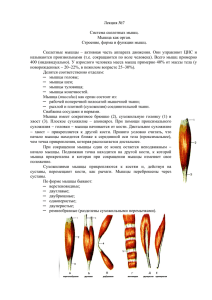 Лекция №7  Система скелетных мышц. Мышца как орган.