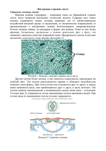 Внутреннее строение листа Строение кожицы листа Верхняя