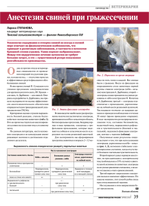 Анестезия свиней при грыжесечении