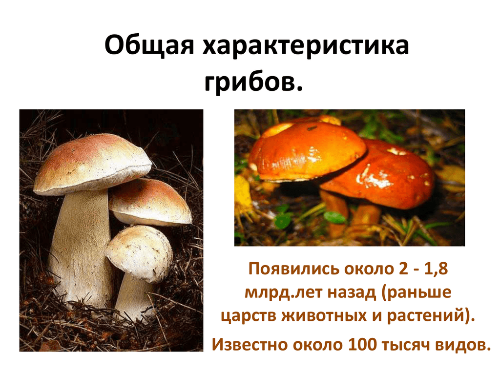 Гриб характеризуется. Характеристика грибов 6 класс биология. Общая характеристика грибов. Грибы общая характеристика. Грибы общая характеристика грибов.