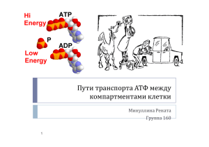 Пути транспорта АТФ между компартментами клетки