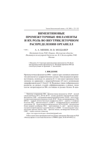 Виментиновые промежуточные филаменты и их роль