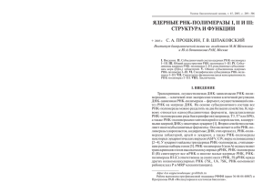 ЯДЕРНЫЕ РНК ПОЛИМЕРАЗЫ I, II И III: СТРУКТУРА И ФУНКЦИИ