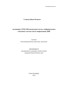 Активация ATM/ATR-сигнального пути в эмбриональных