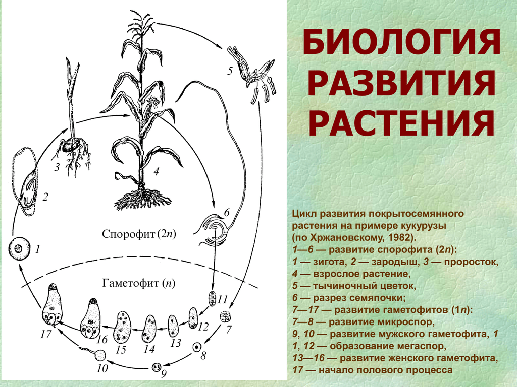 Примеры развития растений