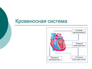 Презентация «Кровеносная система