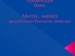 митоз