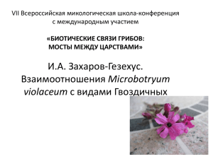 Взаимоотношения Microbotryum violaceum с видами Гвоздичных