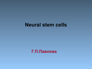 Нейральные (нейрональные) (neural stem cells)