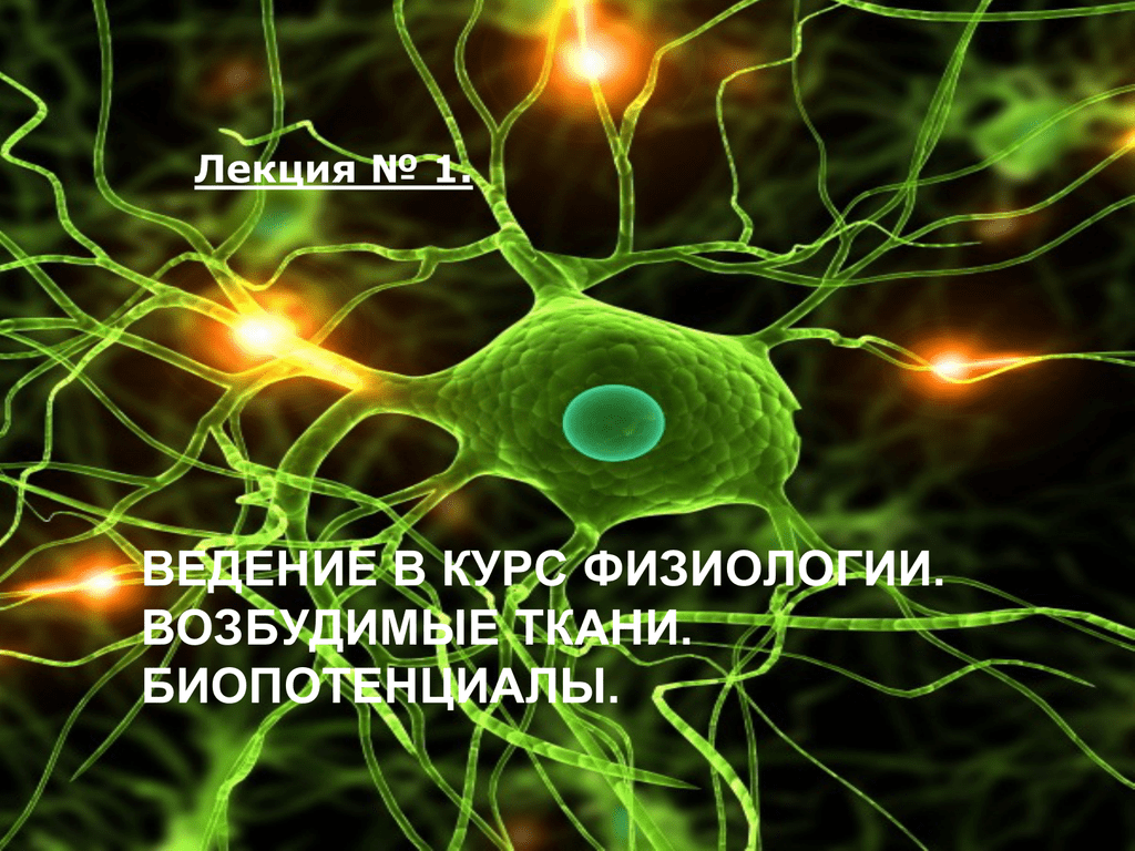 Скорость нейронов в мозге. Возбудимые ткани физиология. Нервные возбудимые ткани. Возбудимые ткани картинки. Нейрон.