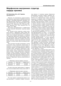 Морфология внутренних структур сердца кролика