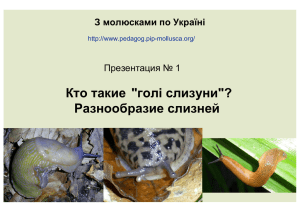 Разнообразие слизней - З молюсками по Україні