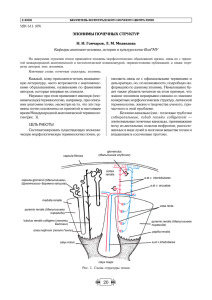 ЭПОНИМЫ ПОЧЕЧНЫХ СТРУКТУР Н. И. Гончаров, Л. М. Медведева