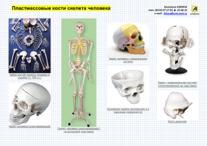 Пластмассовые кости скелета человека