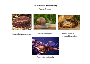 Тип Mollusca (моллюски) Разнообразие Класс Polyplacophora