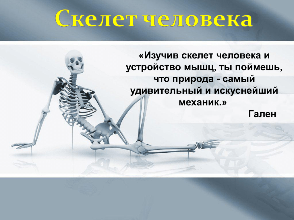 Зачем скелет. Скелет человека. Скелет человека доклад. Скелет человека для начальной школы. Скелет опора.