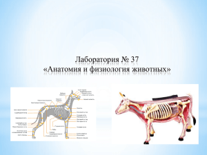Лаборатория № 37 "Анатомия и физиология животных