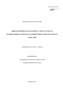 Борисанова Анастасия Олеговна МИКРОСКОПИЧЕСКАЯ