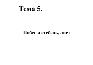 Тема 5. Побег и стебель, лист